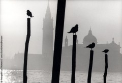 Pigeons sur des piliers devant San Maggiore